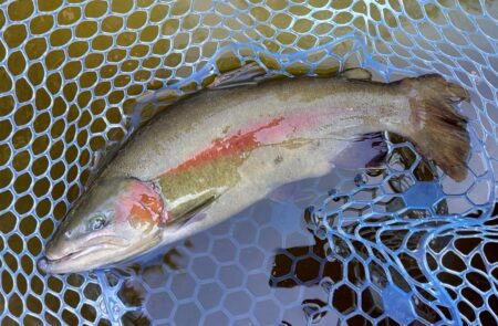 久しぶりのフライフィッシングだったが…　～岡崎トラウトポンド～